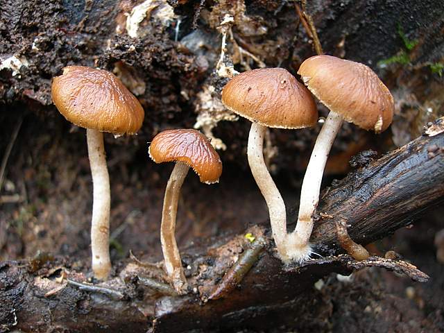 Psathyrella laevissima     (Romagn.)     Singer